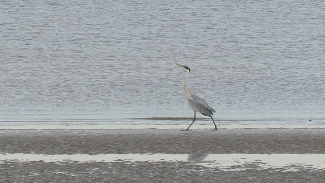 Cocoi Heron - ML339165141