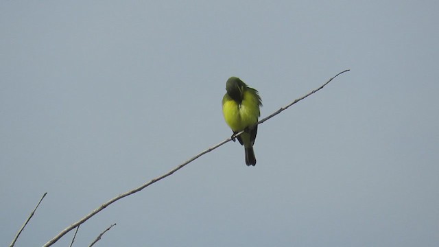 Yellow-browed Tyrant - ML339165281