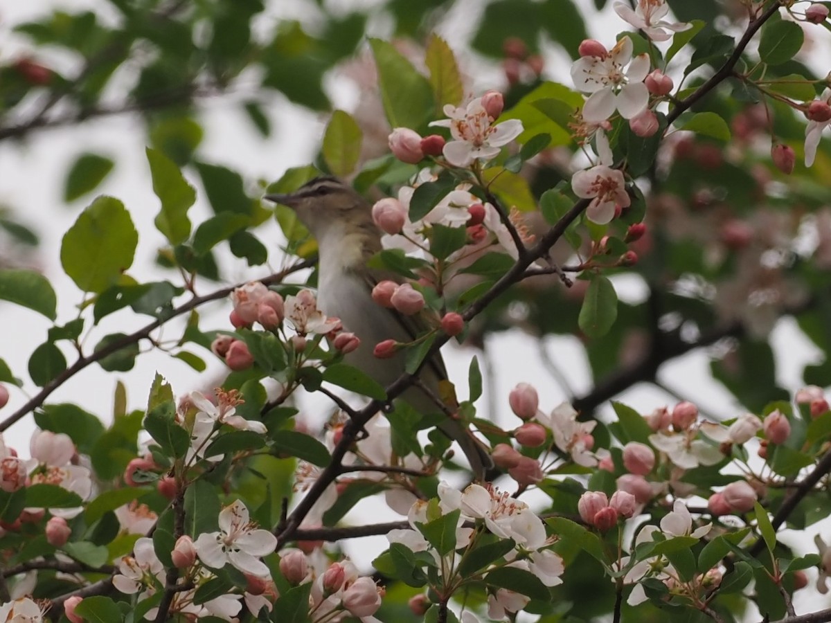 rødøyevireo - ML339165721