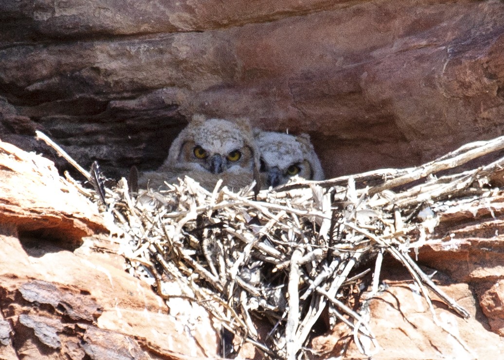 Great Horned Owl - ML339166311