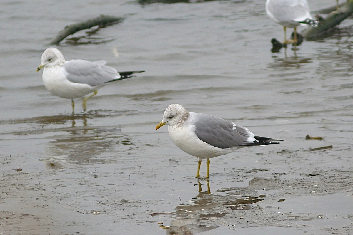 Common Gull (Kamchatka) - ML339167161