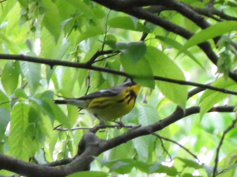 Magnolia Warbler - ML339167631