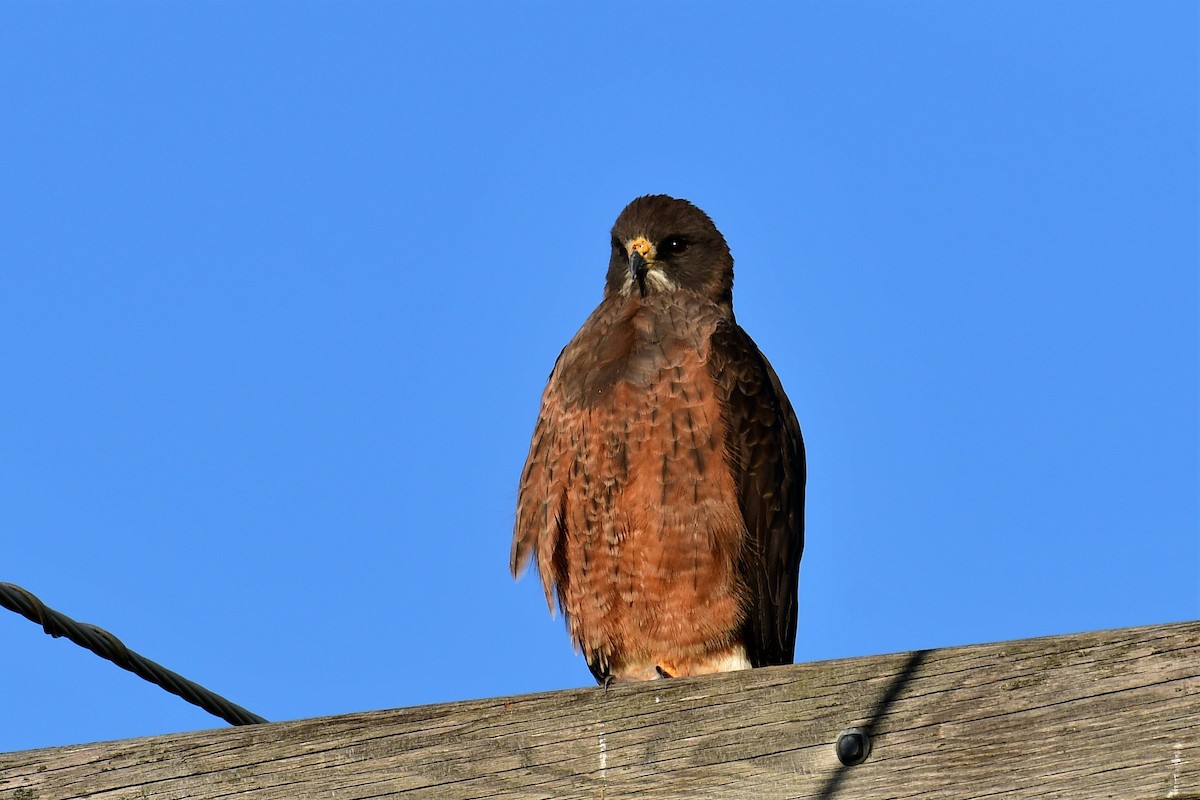 Swainson's Hawk - ML339168041