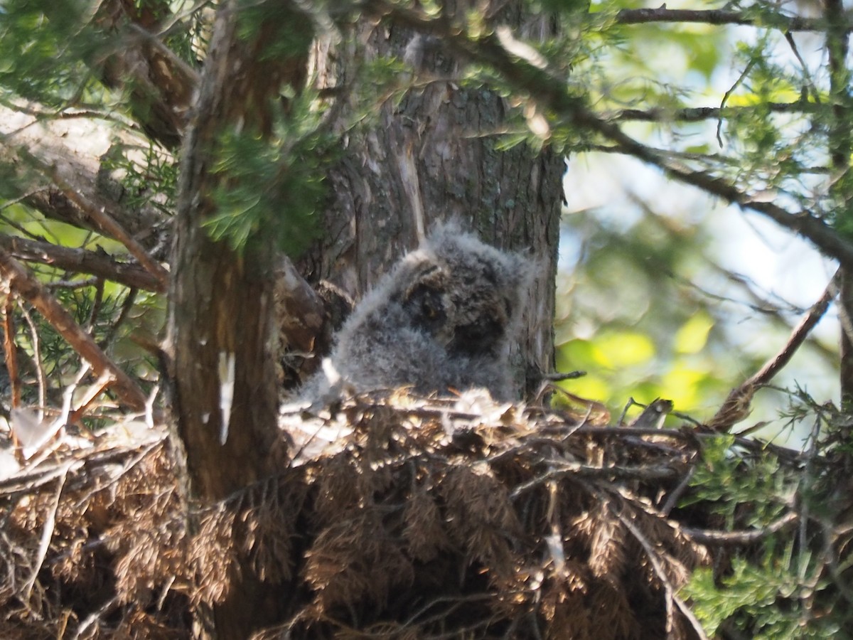 Long-eared Owl - ML339168101