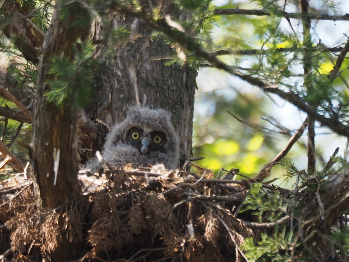 Long-eared Owl - ML339168201