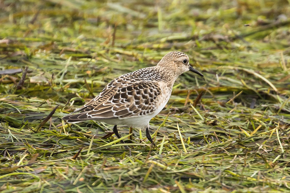 Bairdstrandläufer - ML33916861