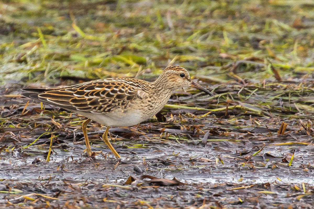 Pectoral Sandpiper - ML33916871