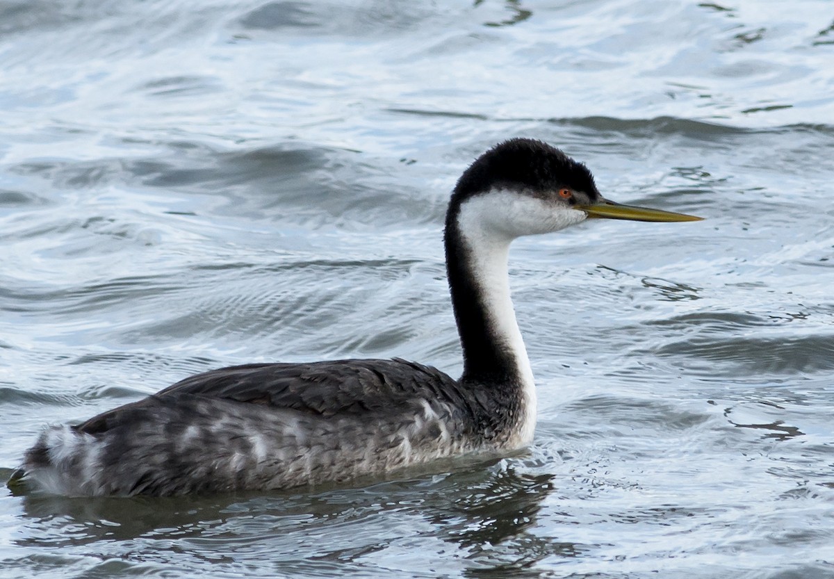 Western Grebe - Mike Stewart