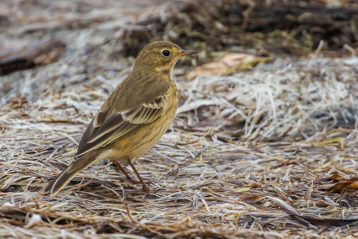 American Pipit - John Reynolds