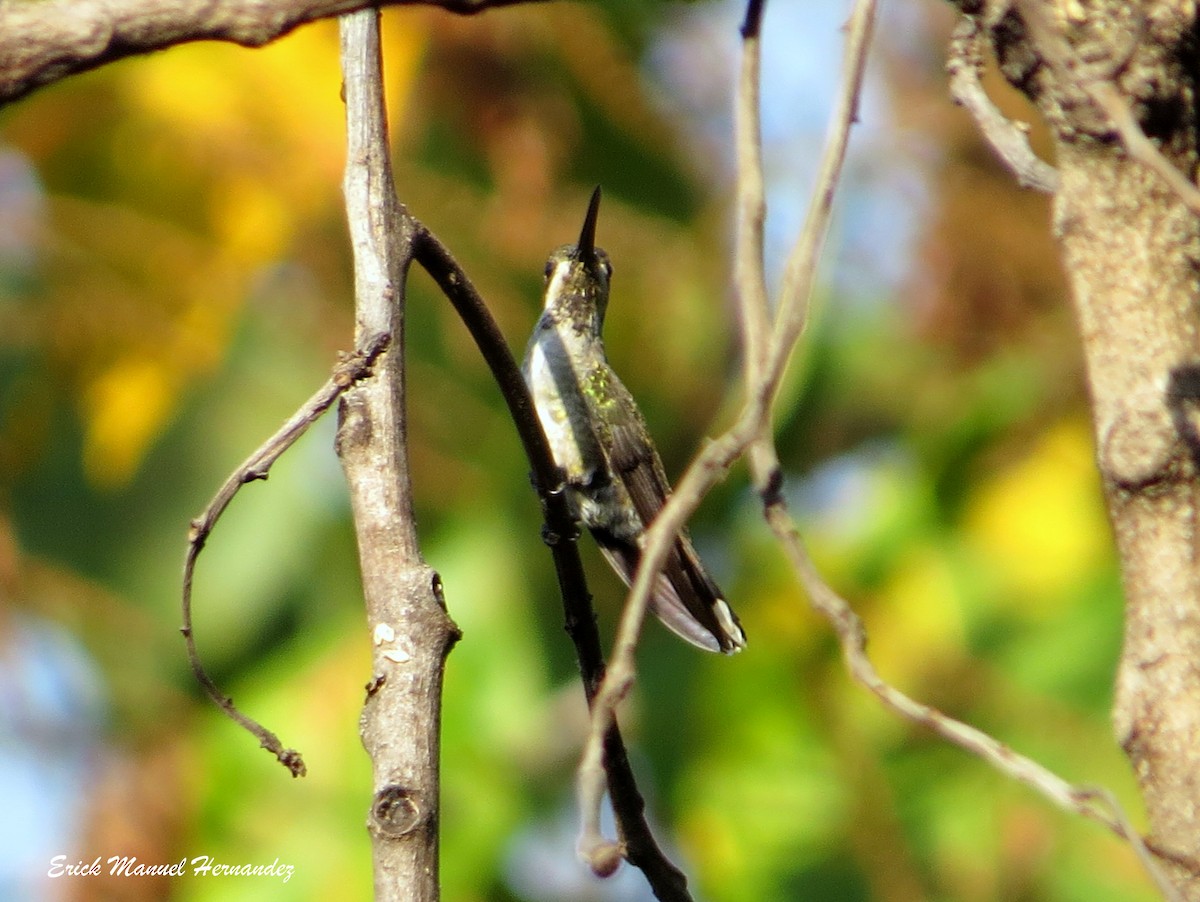 Long-billed Starthroat - ML339170641