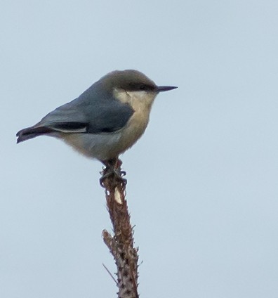 Pygmy Nuthatch - Mike Stewart