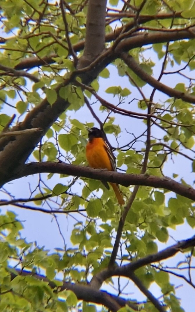 Baltimore Oriole - Michael Malone