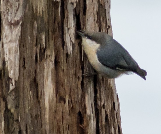 Pygmy Nuthatch - ML33917281