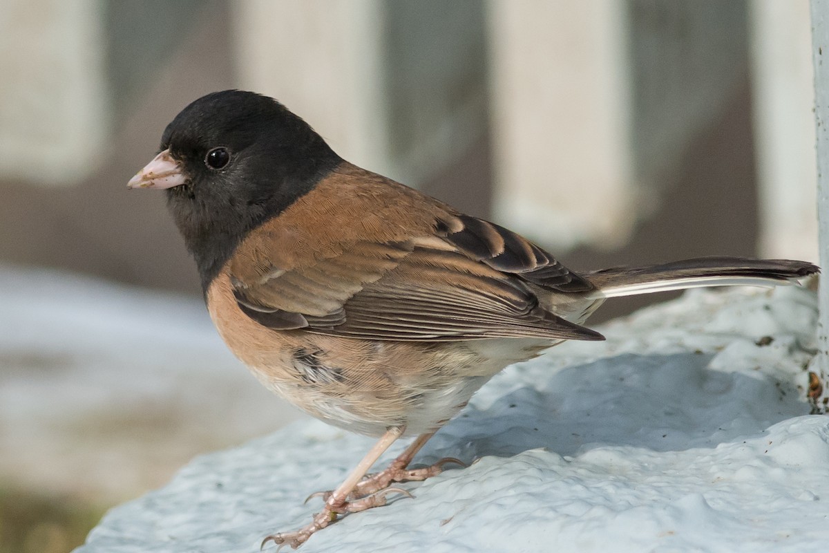 Dark-eyed Junco (Oregon) - ML33917351