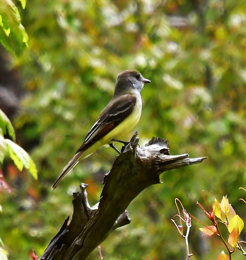 Great Crested Flycatcher - ML339173741