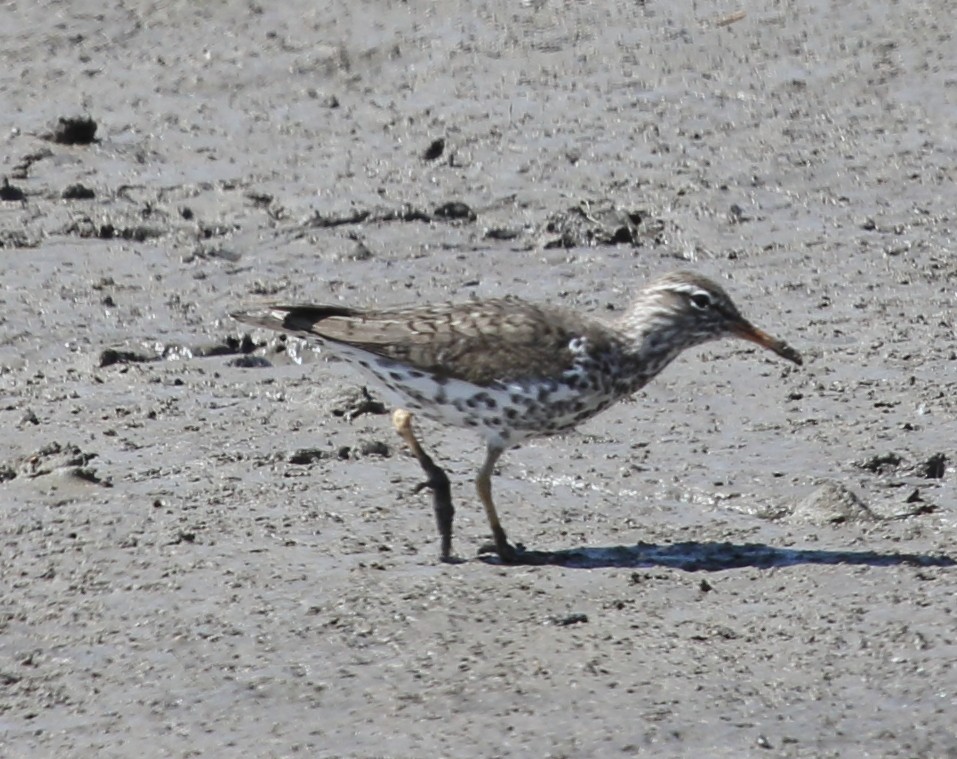 Spotted Sandpiper - ML339174201