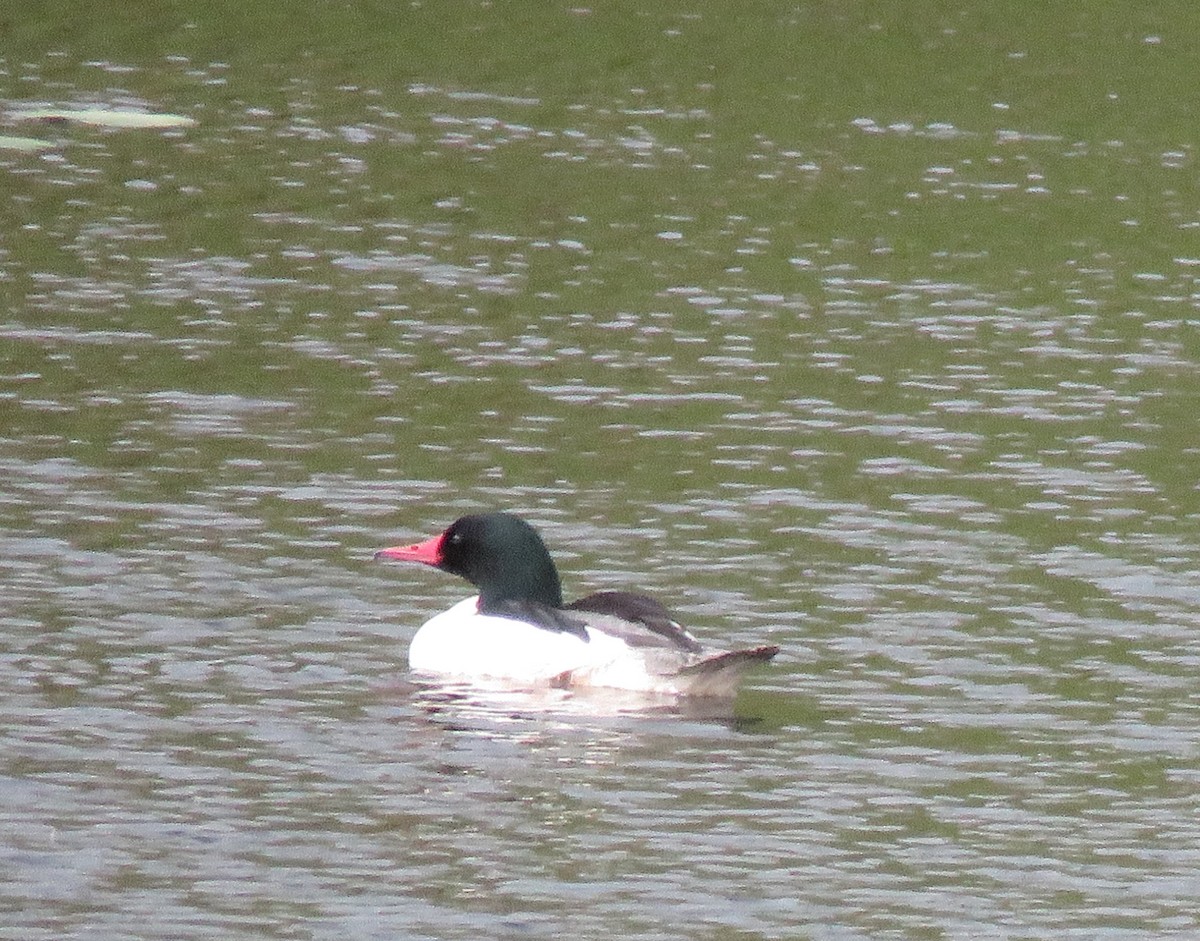 Common Merganser - ML339174461