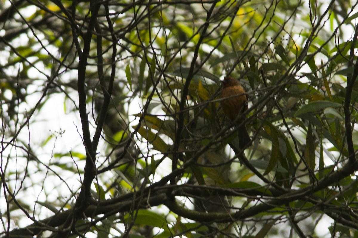 Rufous-browed Conebill - ML33917531