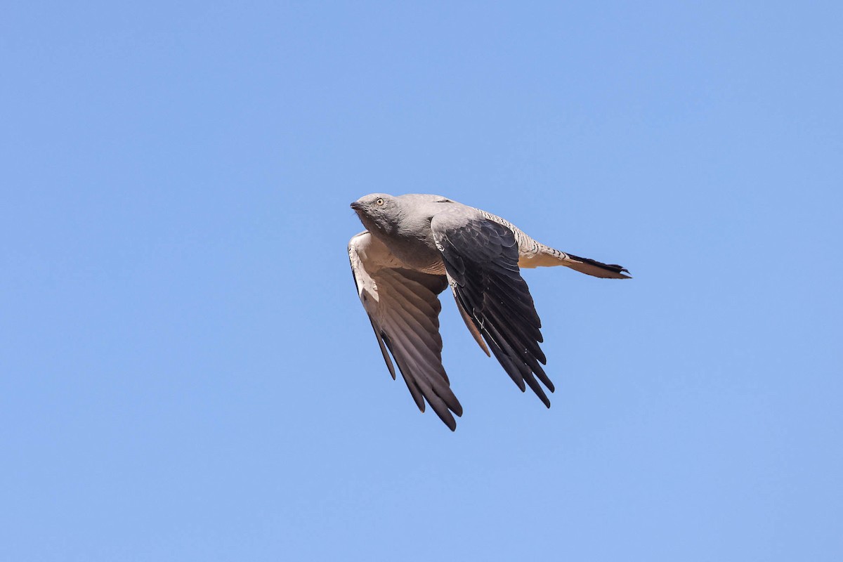 Ground Cuckooshrike - Ged Tranter