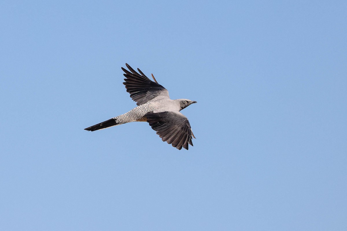 Ground Cuckooshrike - Ged Tranter