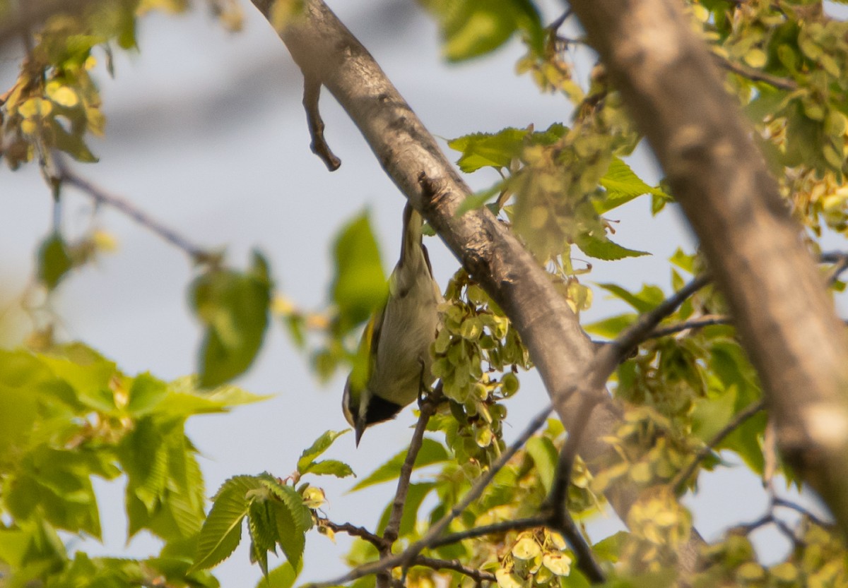 Golden-winged Warbler - ML339178471