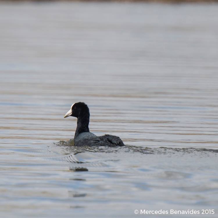 Slate-colored Coot - ML33917881