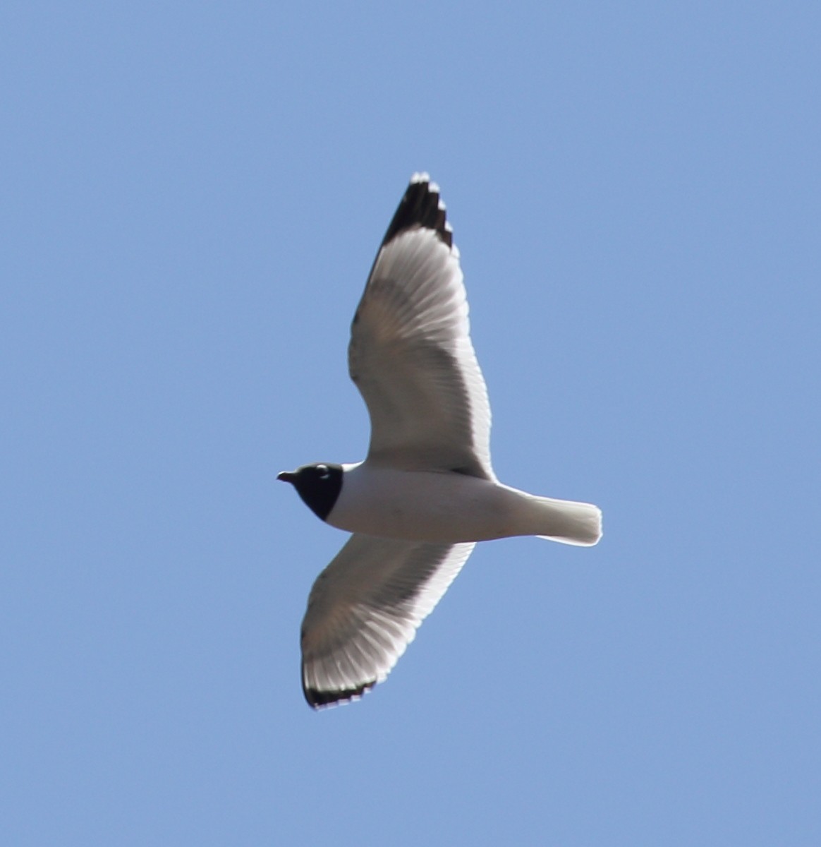 Franklin's Gull - ML339179641