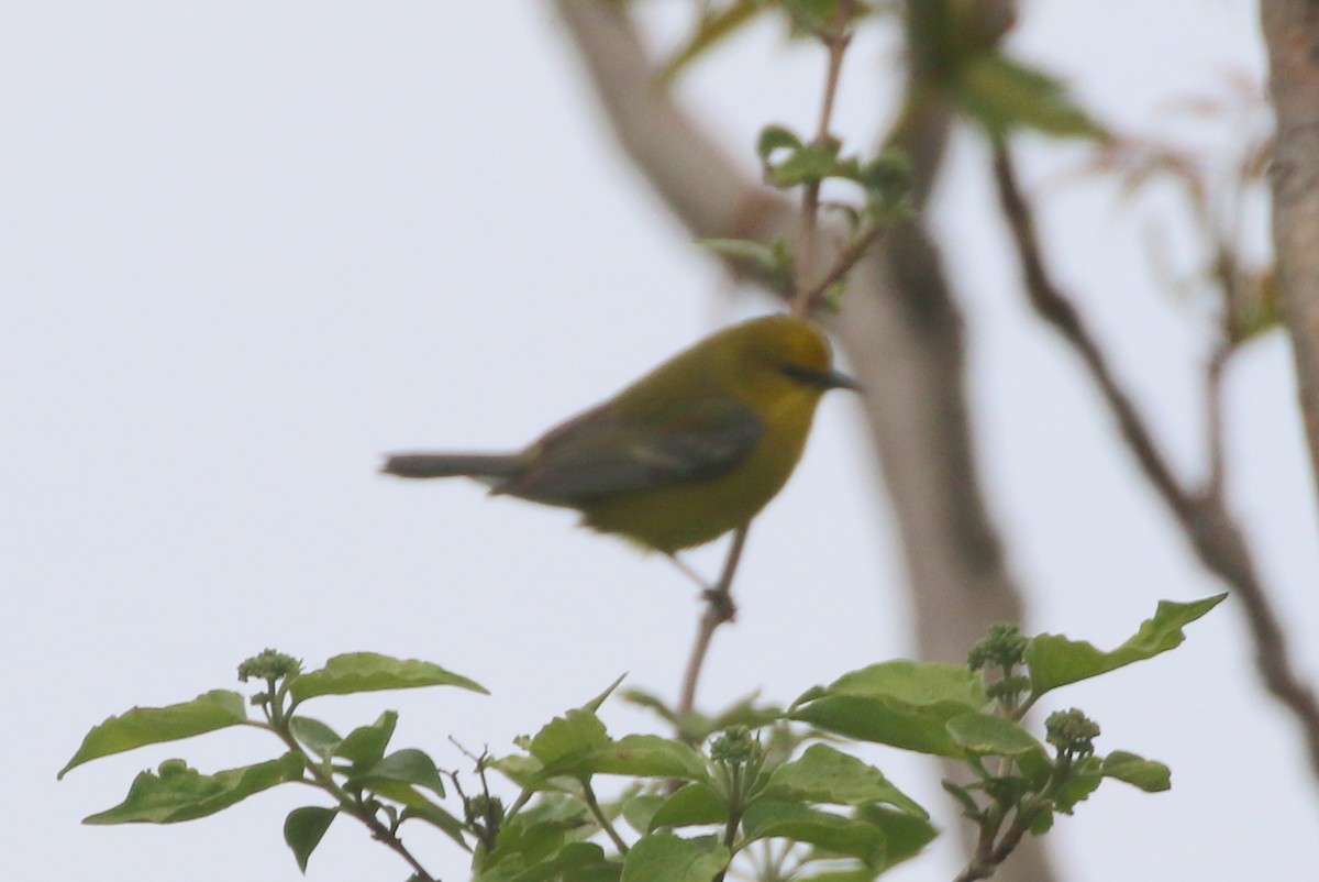 Blue-winged Warbler - Henggang Cui