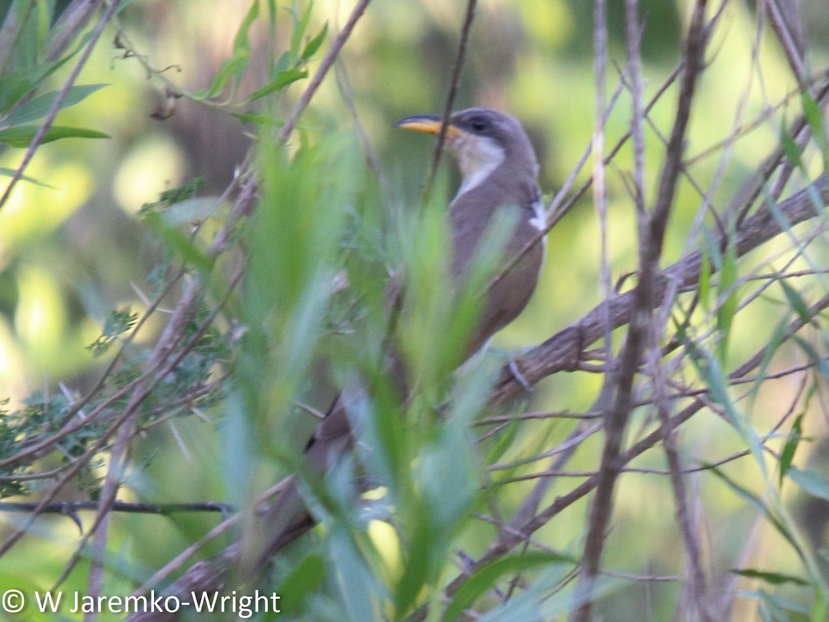 Yellow-billed Cuckoo - ML33918101