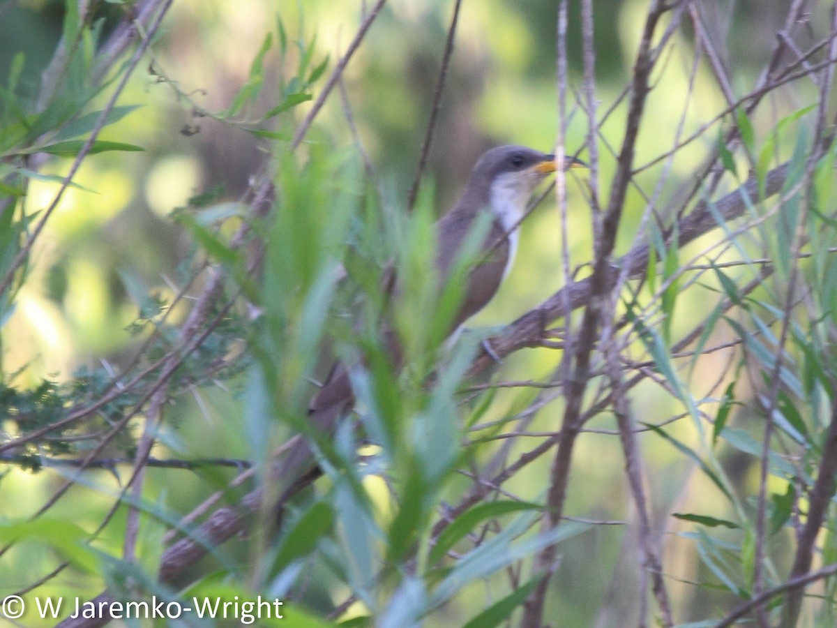 Yellow-billed Cuckoo - ML33918141