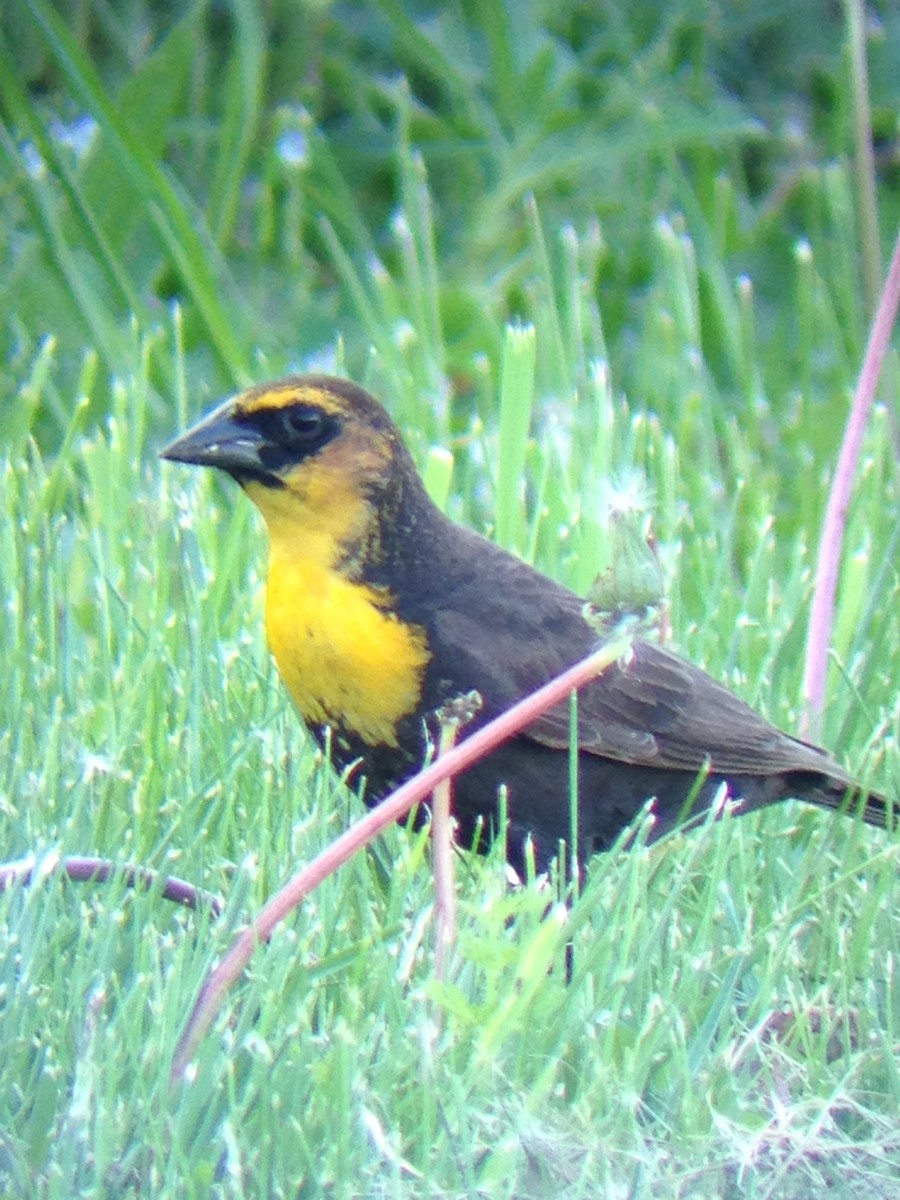 Yellow-headed Blackbird - ML339181811