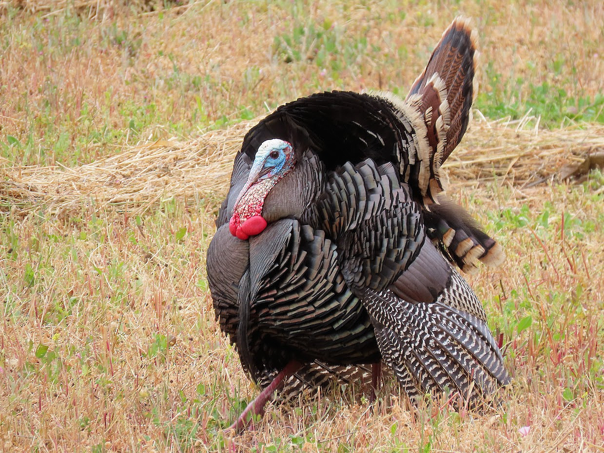 Wild Turkey - ML339182231