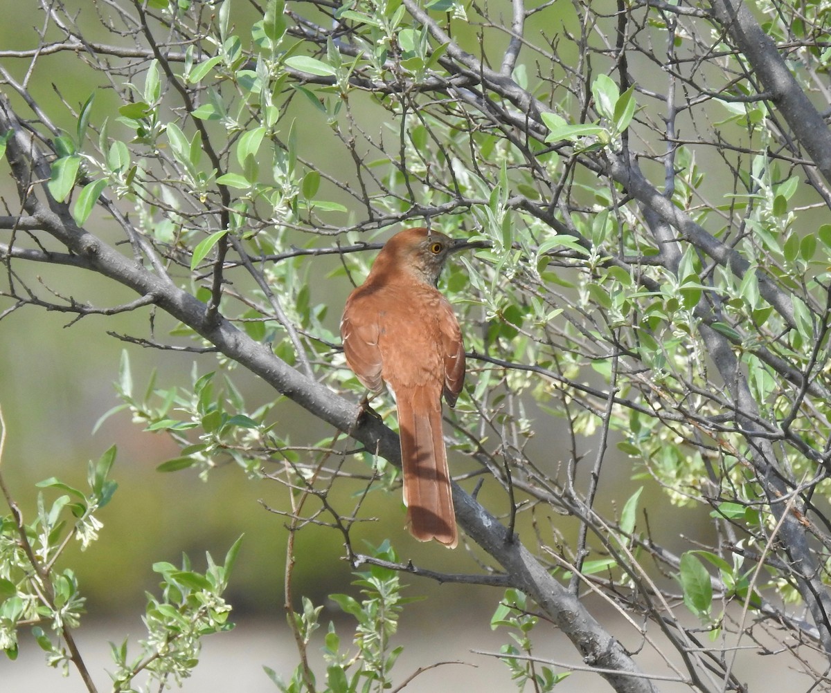 Brown Thrasher - Pamela Bruno