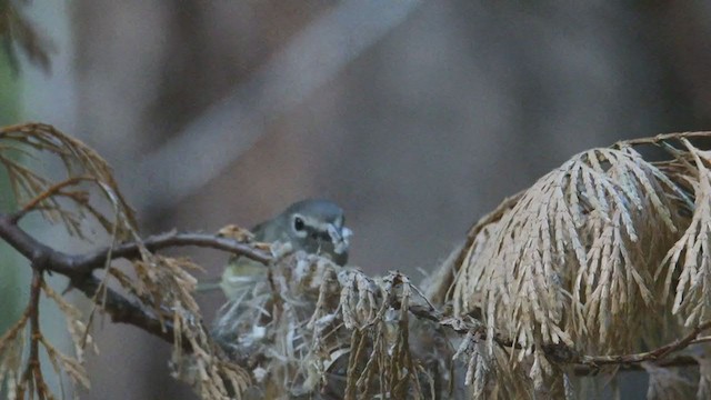 Cassin's Vireo - ML339182431