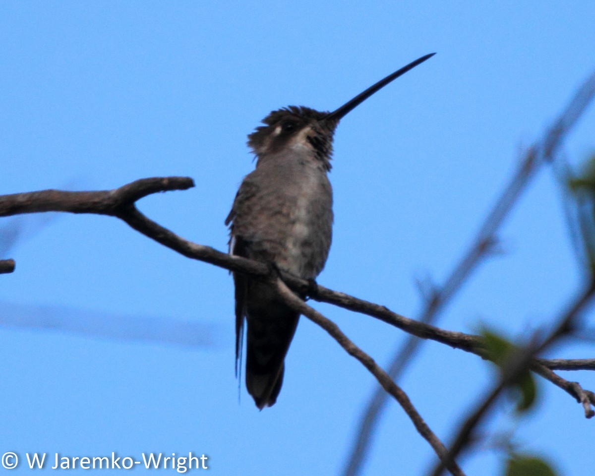 Plain-capped Starthroat - ML33918261