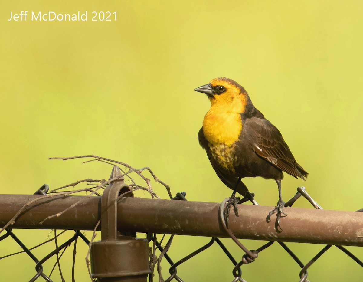 Yellow-headed Blackbird - ML339182901