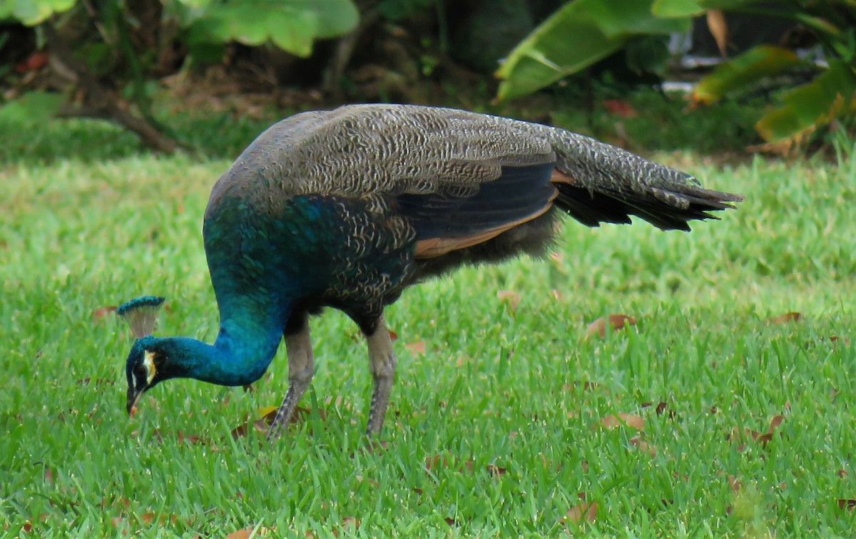 Indian Peafowl - ML339183211