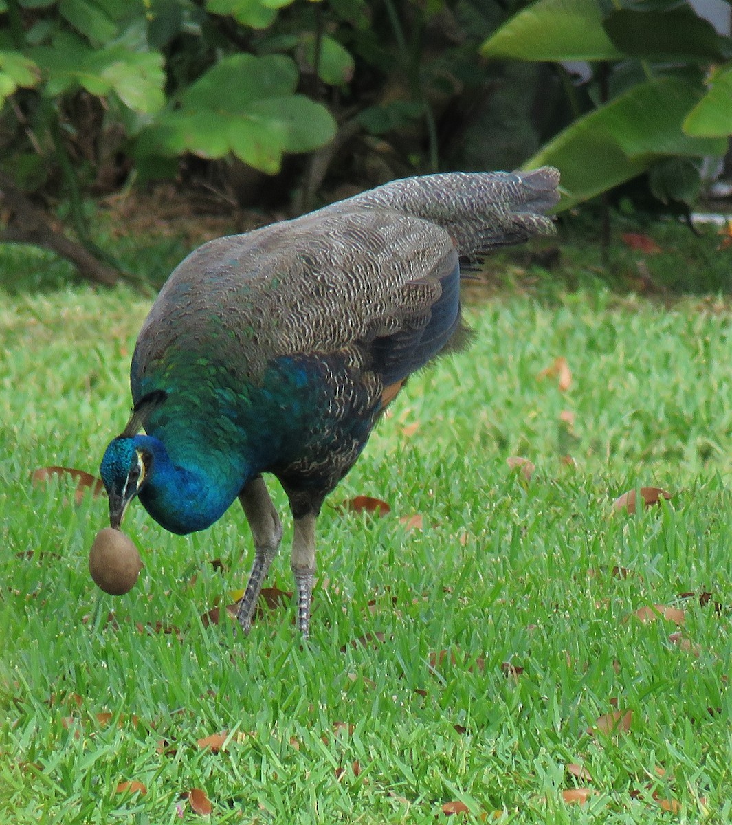 Indian Peafowl - ML339184071