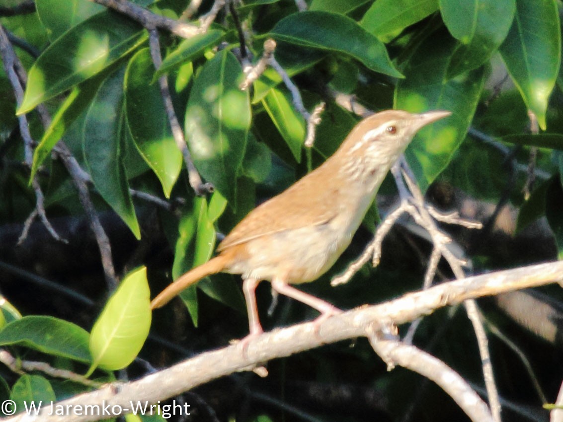 Sinaloa Wren - Will Jaremko-Wright