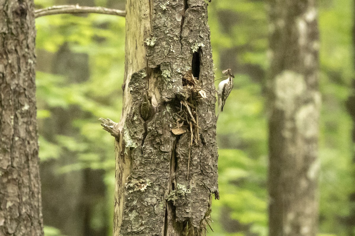 Brown Creeper - Vic Laubach