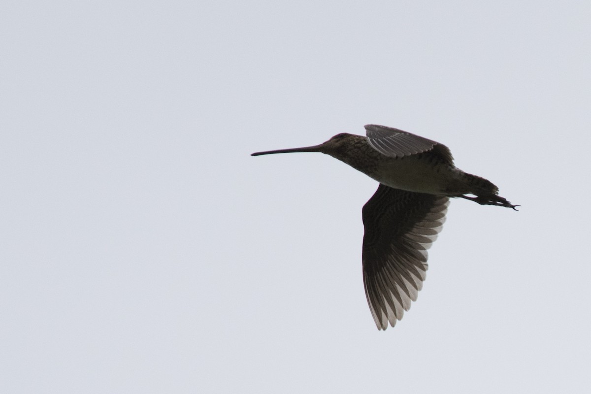 Noble Snipe - ML33918671