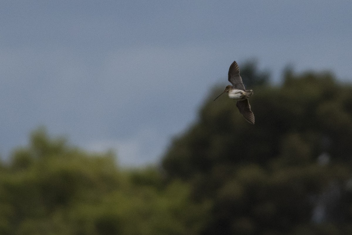 Noble Snipe - ML33918701