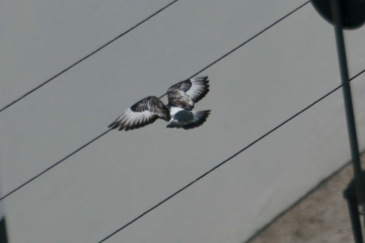 Rock Pigeon (Feral Pigeon) - ML339187581