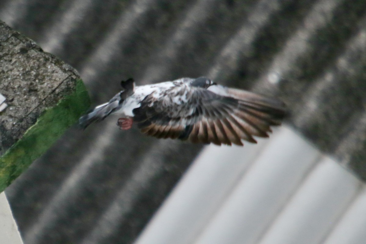 Rock Pigeon (Feral Pigeon) - Clarisse Odebrecht