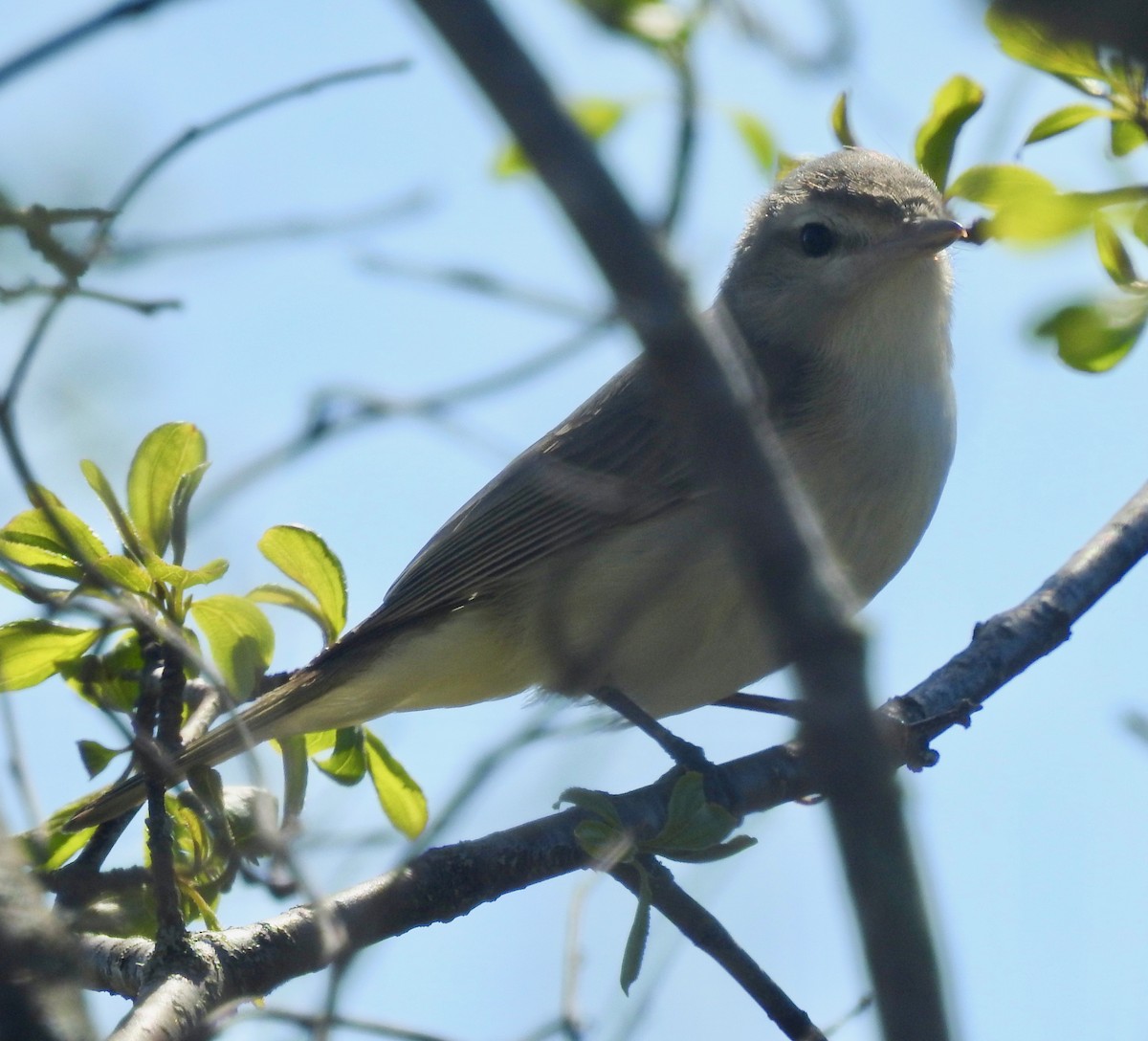 Warbling Vireo - ML339190351