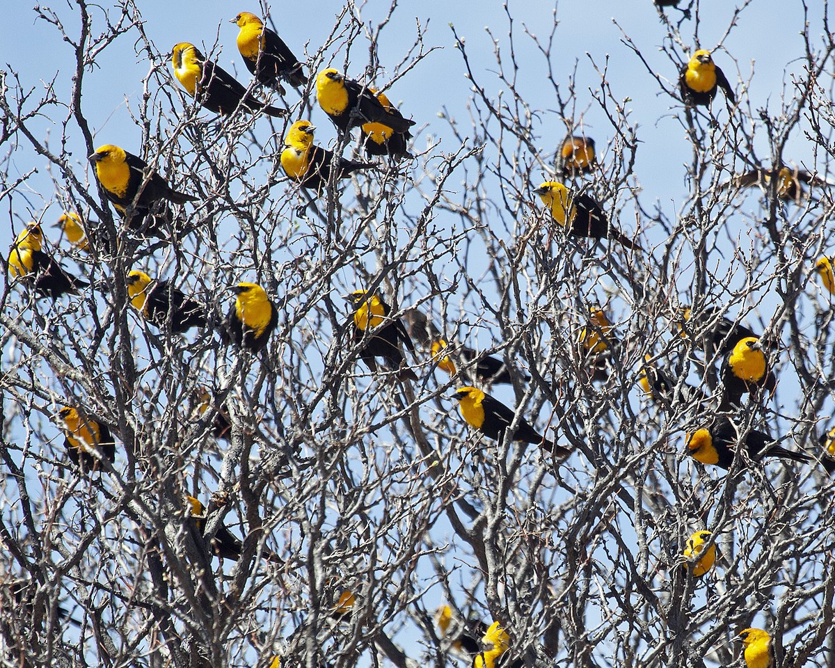 Yellow-headed Blackbird - ML339191321