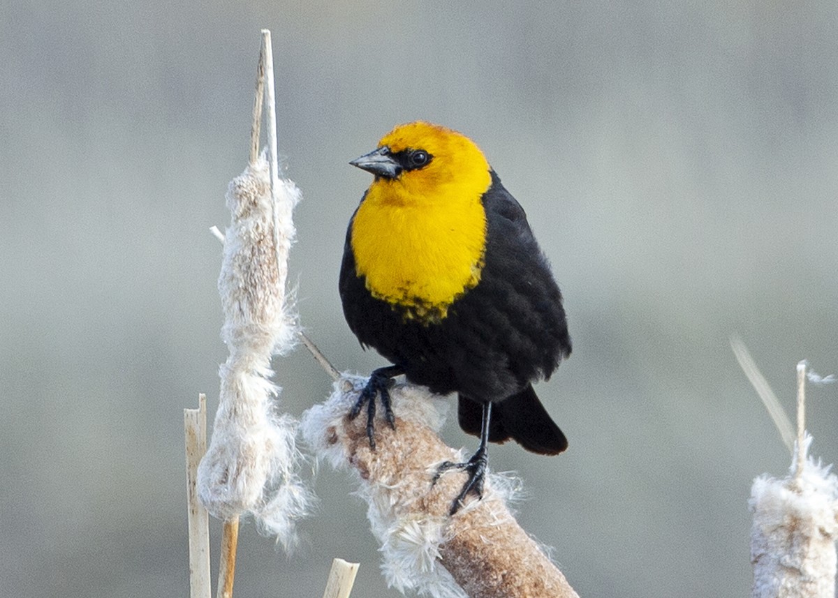 Yellow-headed Blackbird - ML339191511
