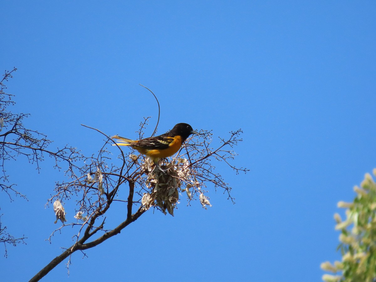 Baltimore Oriole - ML339192491