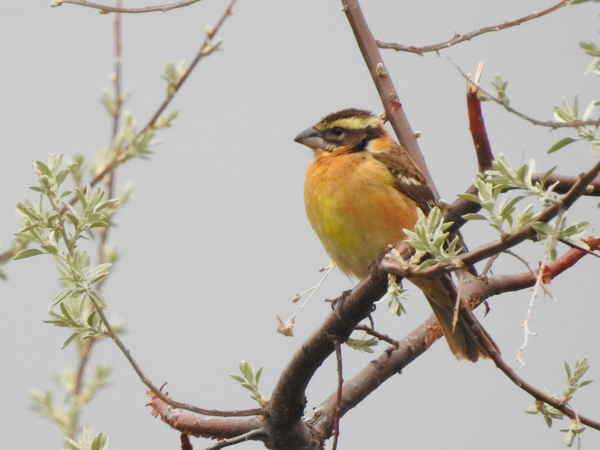 Black-headed Grosbeak - ML339192501