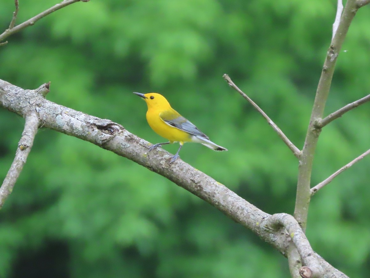 Prothonotary Warbler - ML339192561